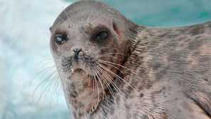 Kroužek těsnění nebo vyzvánění nervu